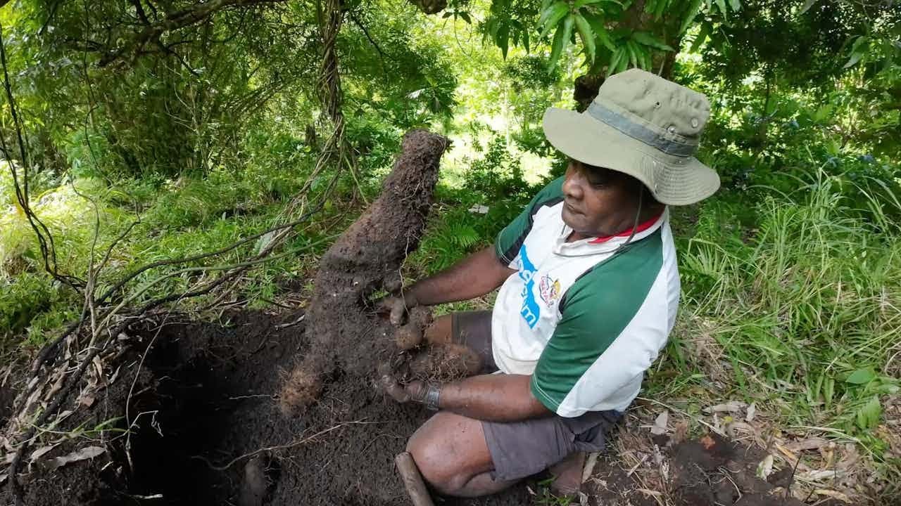 Harvesting Wild Yams In The Jungle🇫🇯