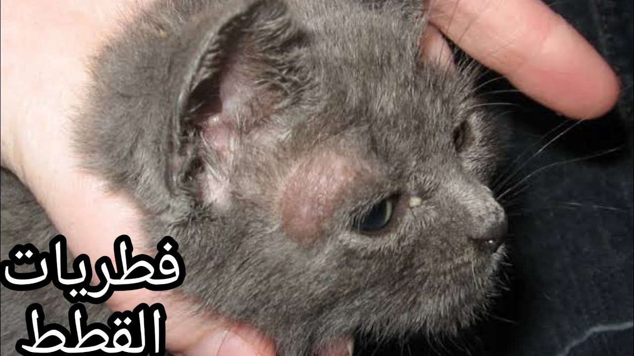 علاج الفطريات عند القطط والاسعافات الاوليه في المنزل 🐈
