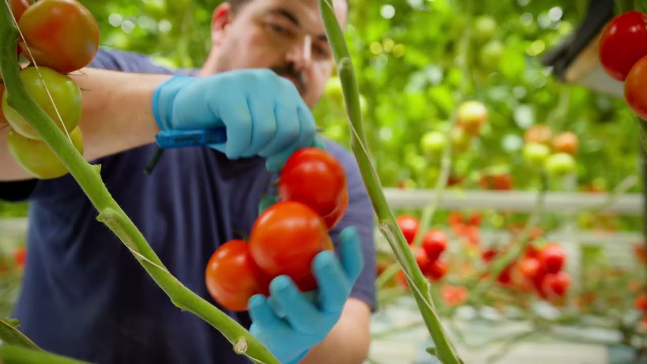 We are Harvest House (2024) - EN