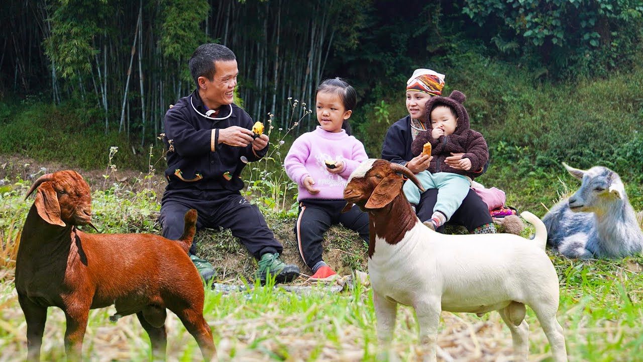 Dwarf Family with children herd goat in the field & taking care of chicken | Simple life full of joy