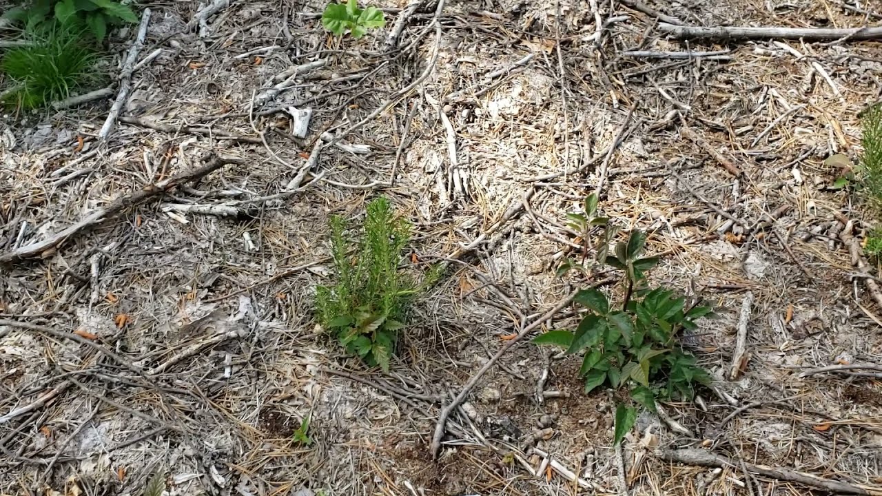 DEEP Forestry – Connecticut’s Pitch Pine