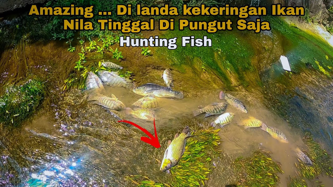 Amazing .... Di Landa Kekeringan Ikan Nila Tinggal Di pungut   saja || Hunting fish