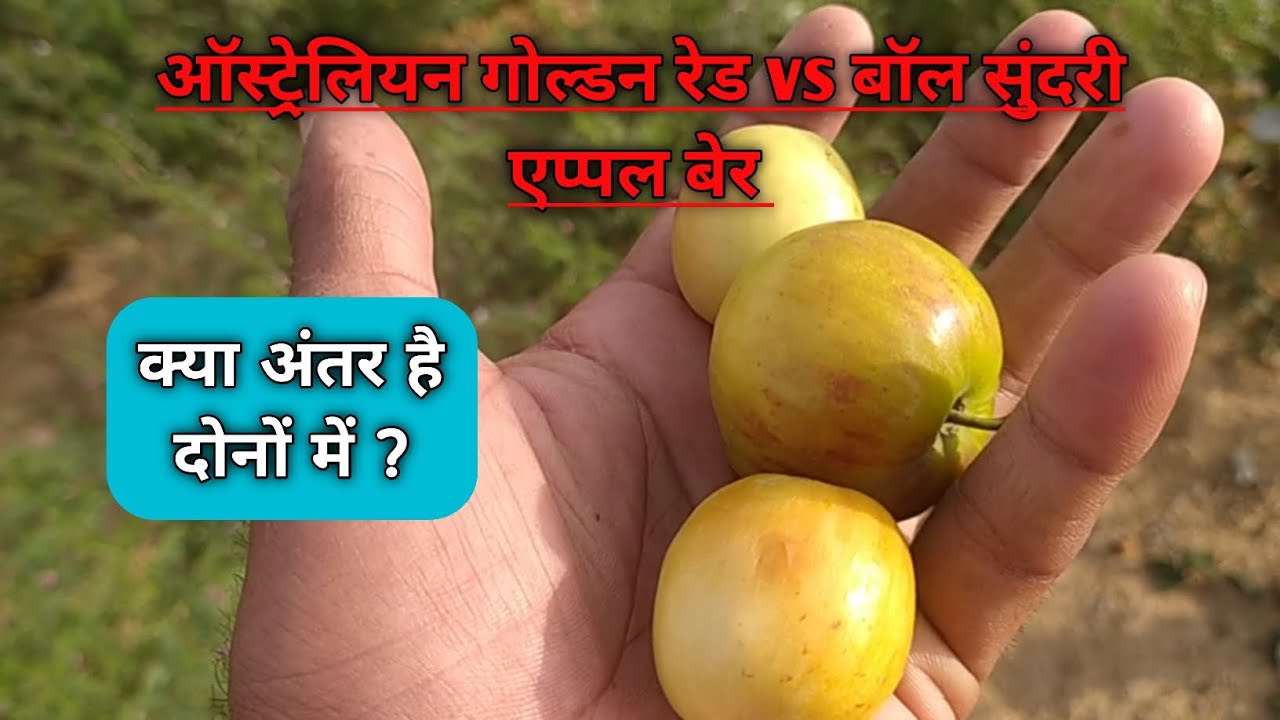 86. ऑस्ट्रेलियन गोल्डन रेड vs बॉल सुंदरी एप्पल बेर में क्या अंतर है?कौनसी वैरायटी बेस्ट है #appleber