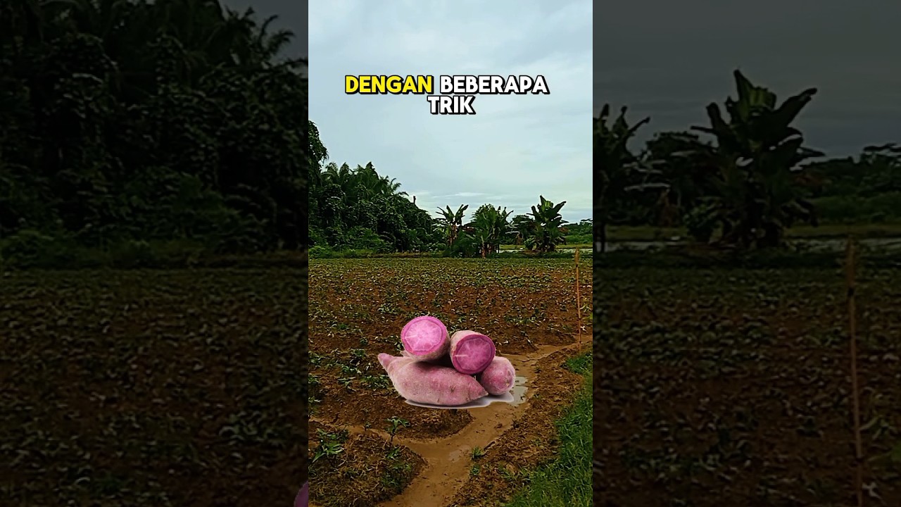 Mengapa Jarang Yg Tanam Ini ? #berkebun #ubijalar #ubiungu #farming #agriculture #agropark
