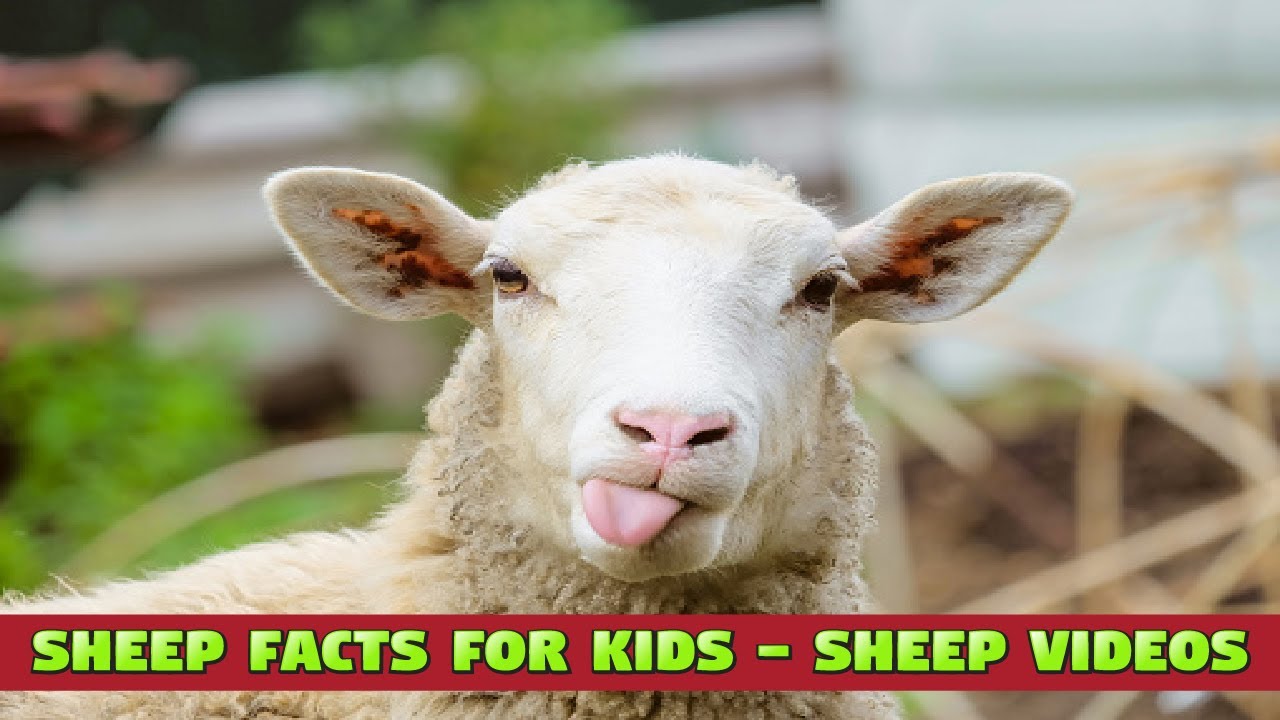 AMAZING SHEEP FACTS FOR KIDS