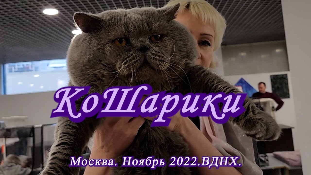Москва. Ноябрь 2022. ВДНХ. Выставка-продажа котят 