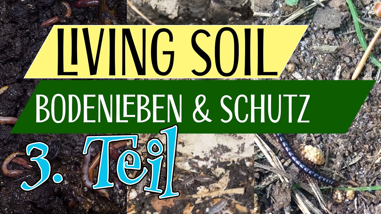 Living Soil | Bodenleben, Zersetzer und Räuber