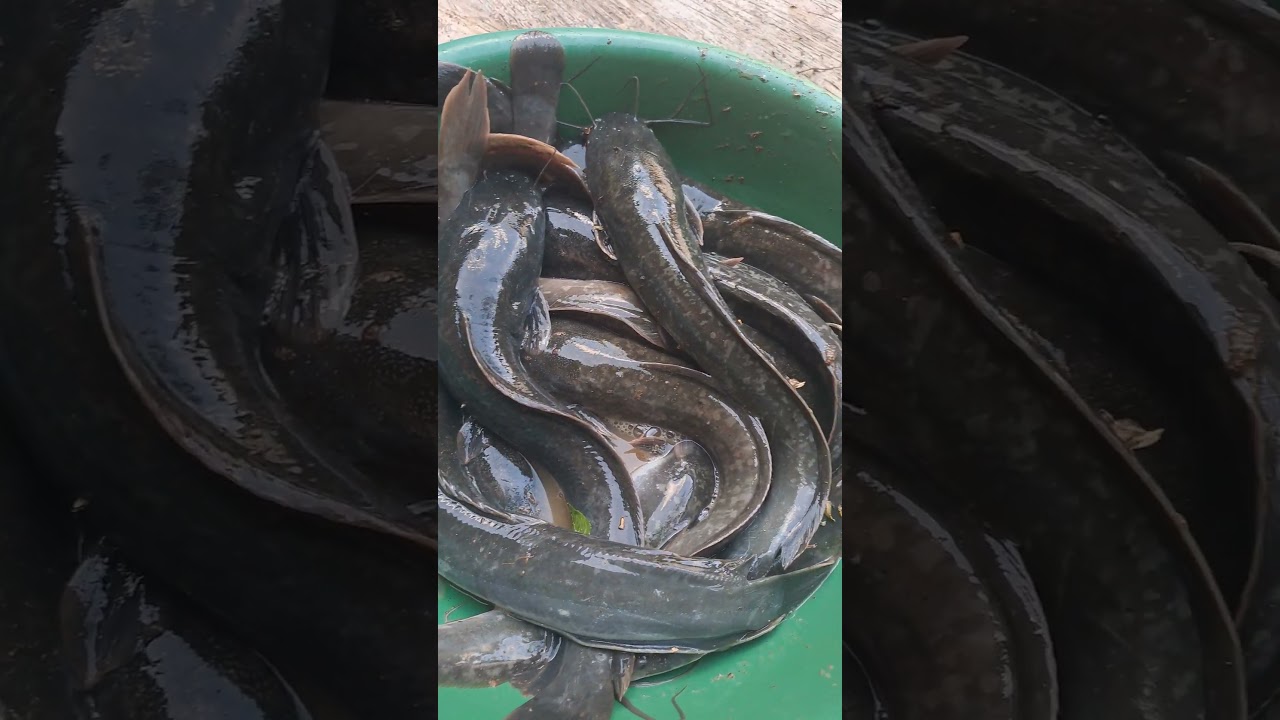 umpan gacor mancing lele harian agar dapat banyak #ikan #fishing #patinmonster #leleharian