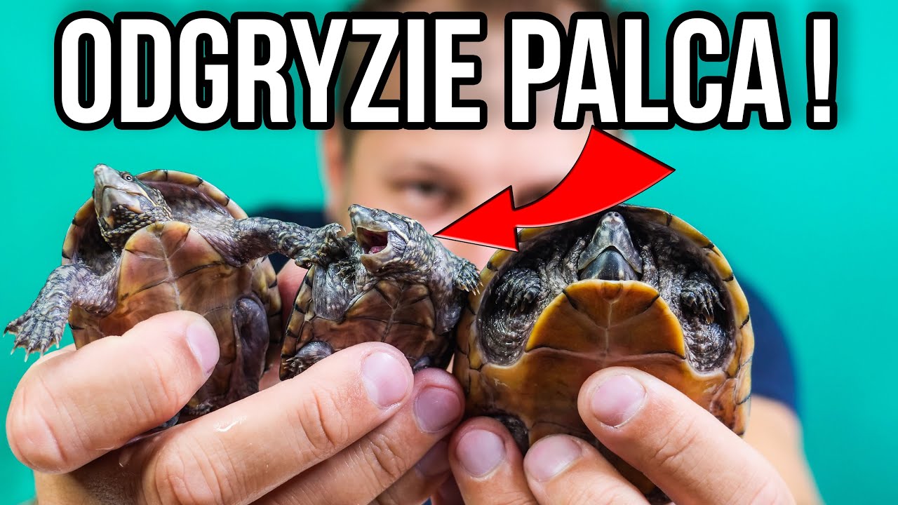 CIEKAWOSTKI O HODOWLI ŻÓŁWIA WONNEGO W DOMU