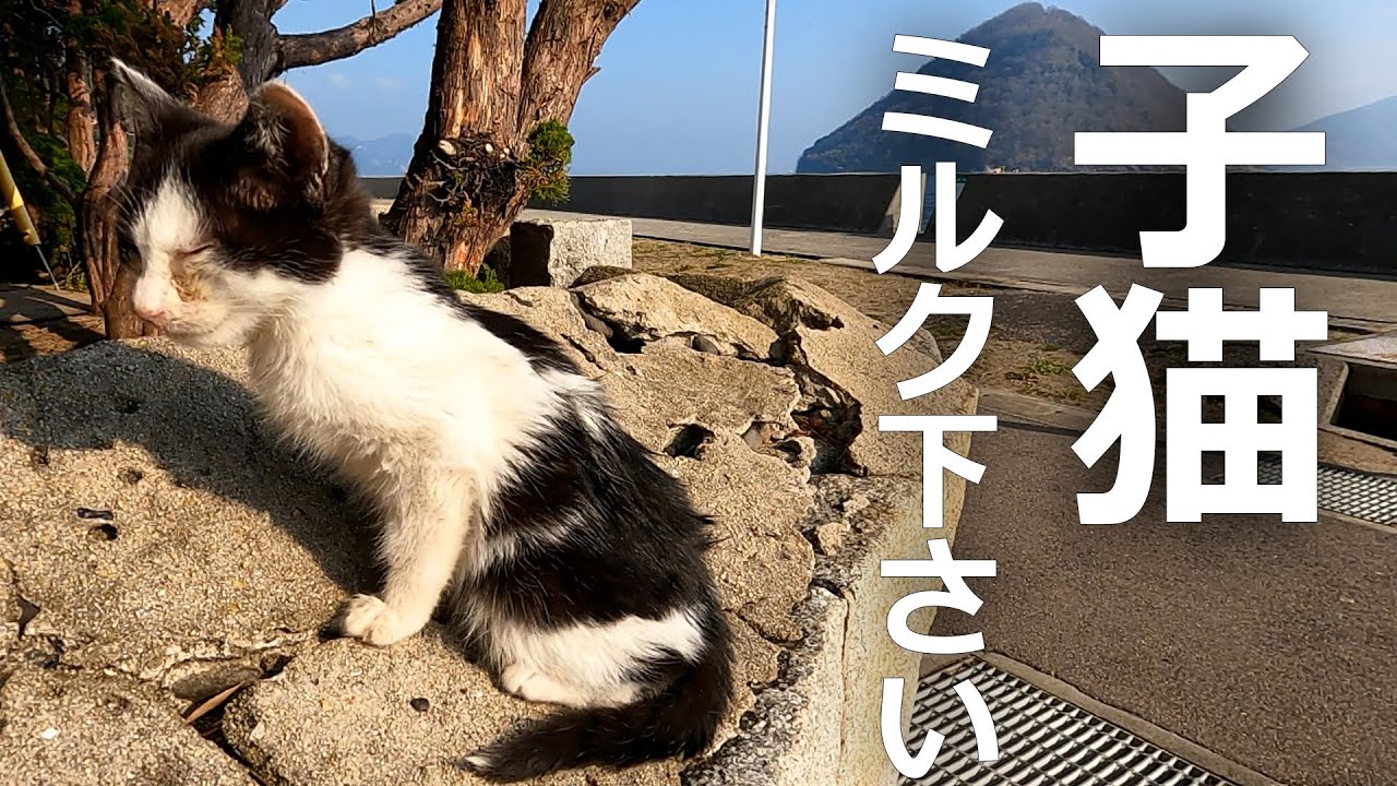 【子猫】ミルクを下さいミルクを母猫に求めるが…