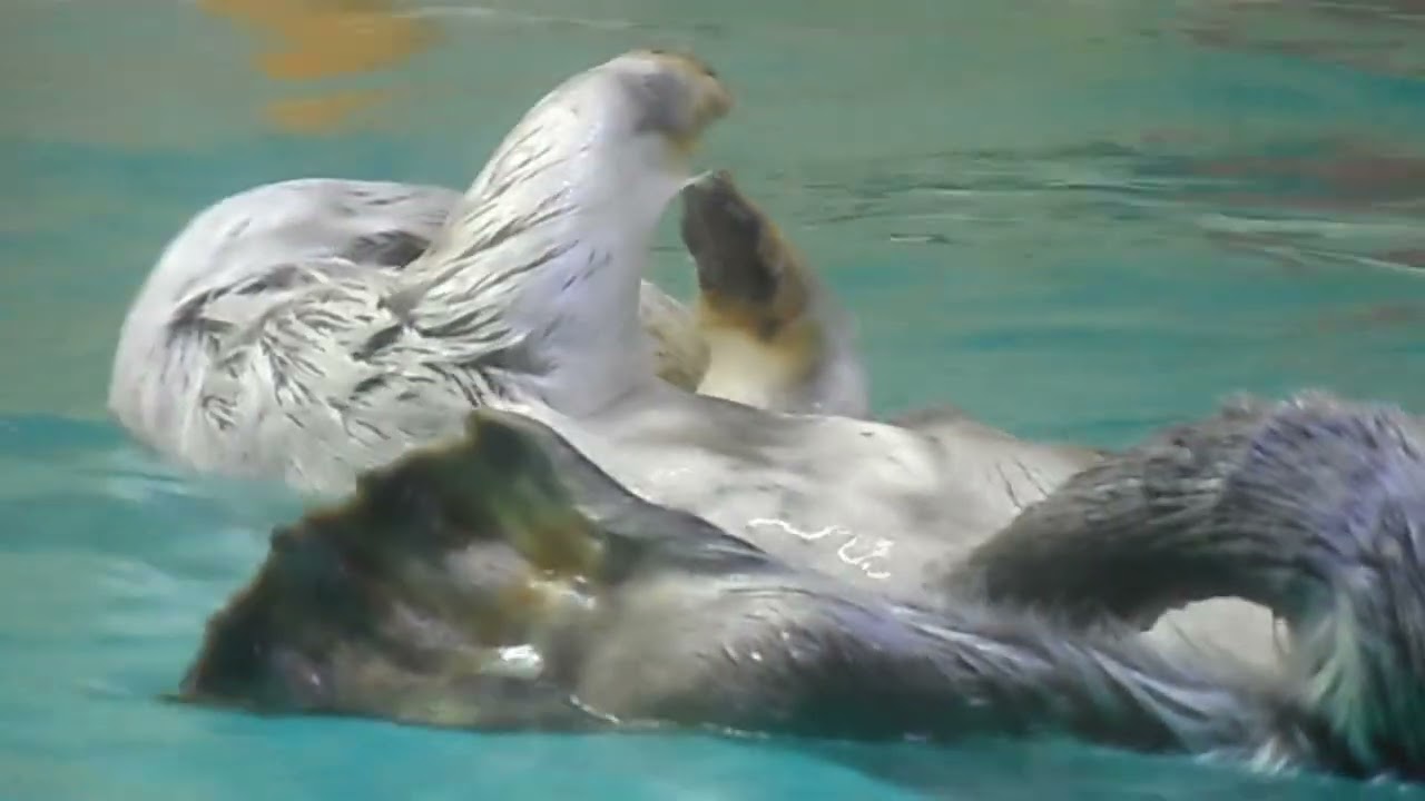 鳥羽水族館　ラッコ　メイ＆キラ