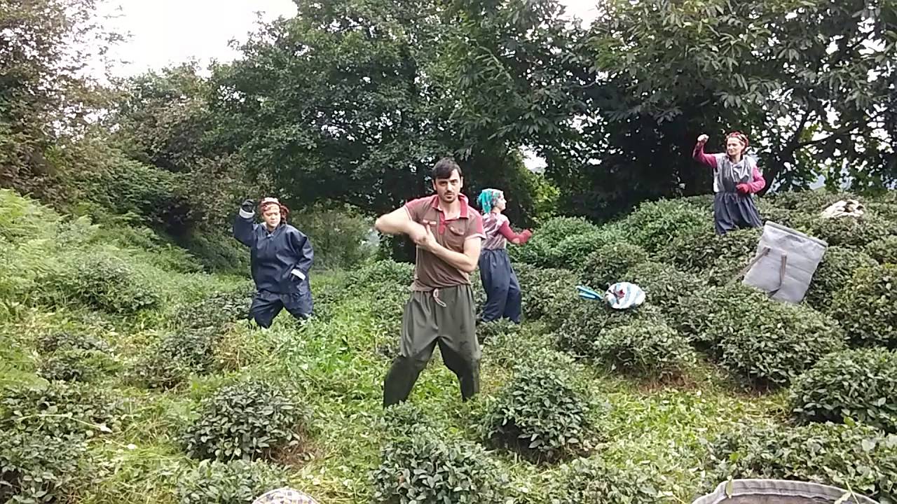 &Ccedil;ılgın Lazlar :))
