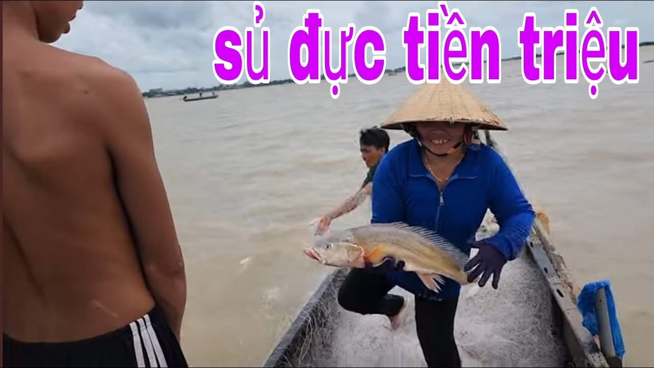 Quá Đã Luôn Cửu Lộc Giăng Lưới Bào Cá Sủ Đực Tiền Triệu Sông Tiền # SĂN BẮT ĐỒNG THÁP #
