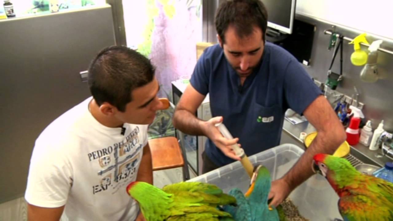 ¿Quieres comprarte un guacamayo?