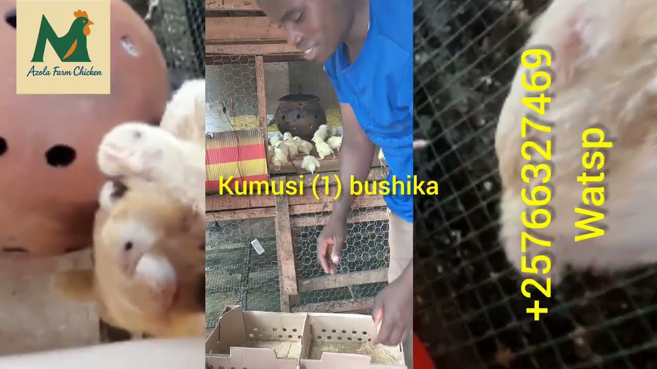 Icutaruzi Mukorora Inkoko Z'Inyama