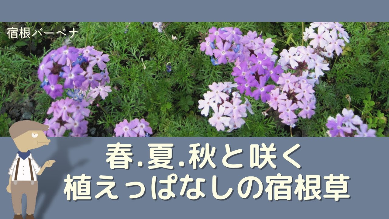 宿根バーベナの育て方と特徴を紹介するアニメ【植物編-75】