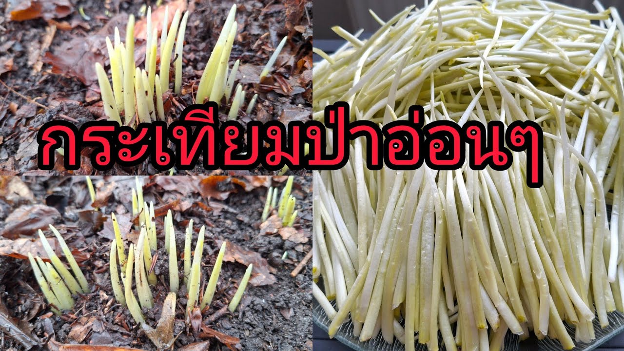 อากาศดี๋มาเก็บกระเทียมป่าขึ้นแยอะมากหน่อขาวๆอวบๆทั้งนั้น