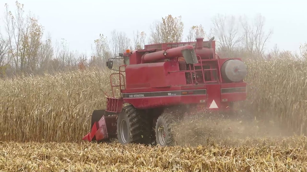 Harvest 2020 | Case IH 1660 Axial Flow Combine Harvesting Corn | Corn Harvest 2020