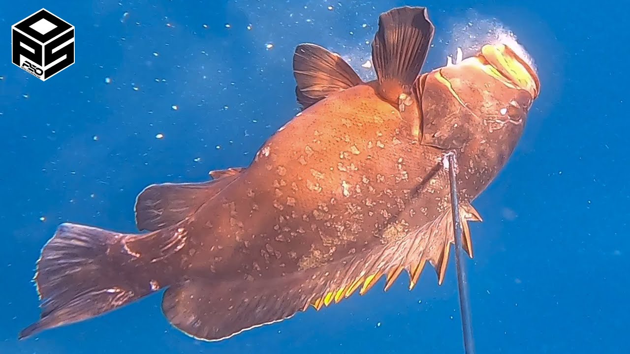 PESCASUB Cernia e Dentice Pesca nel sottocosta Pesca subacquea Spearfishing dentex 2023
