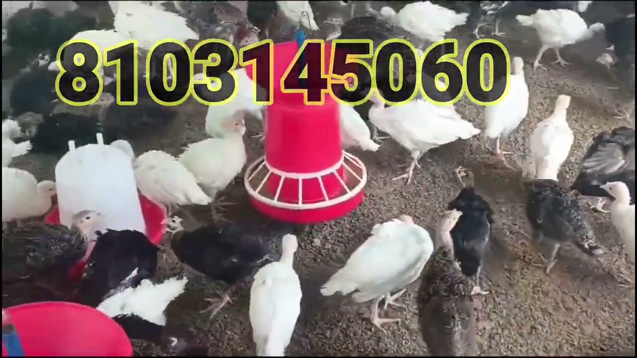 Turkey chicks 45 Days old chicks Available for sale 8103145060 MADHYA PRADESH chhindwara