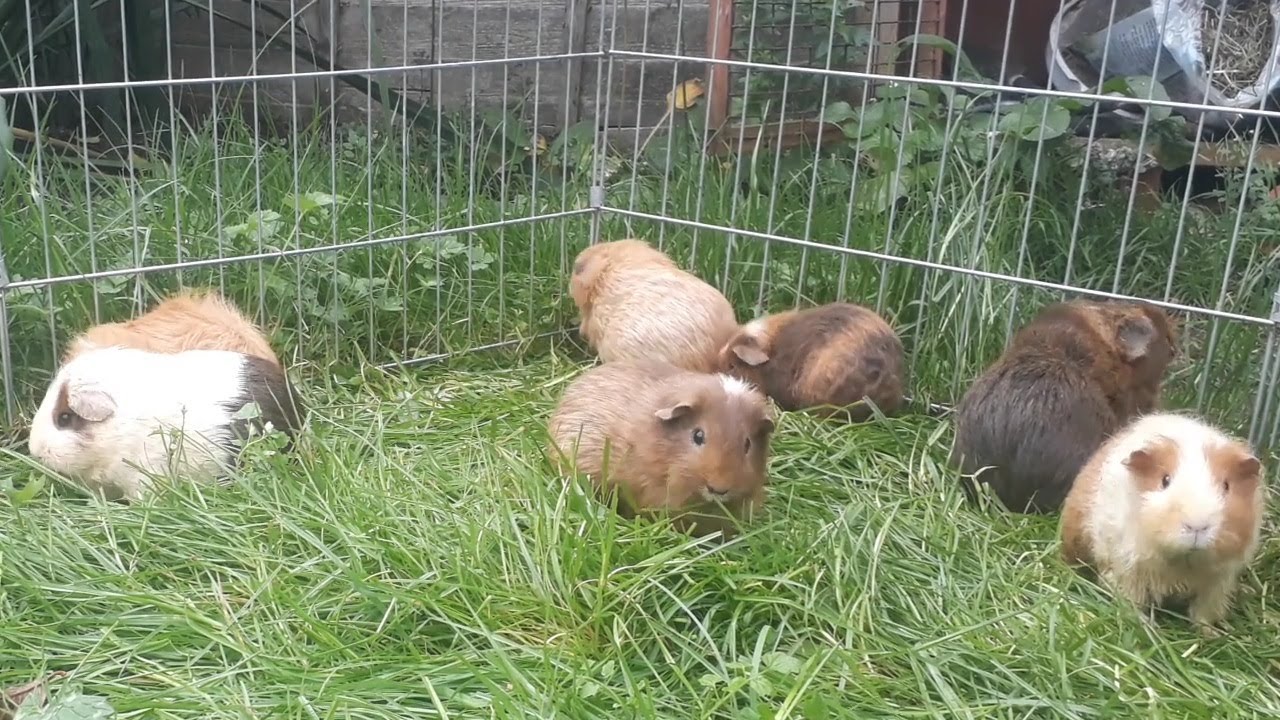 Guinea Pigs Grazing Grass