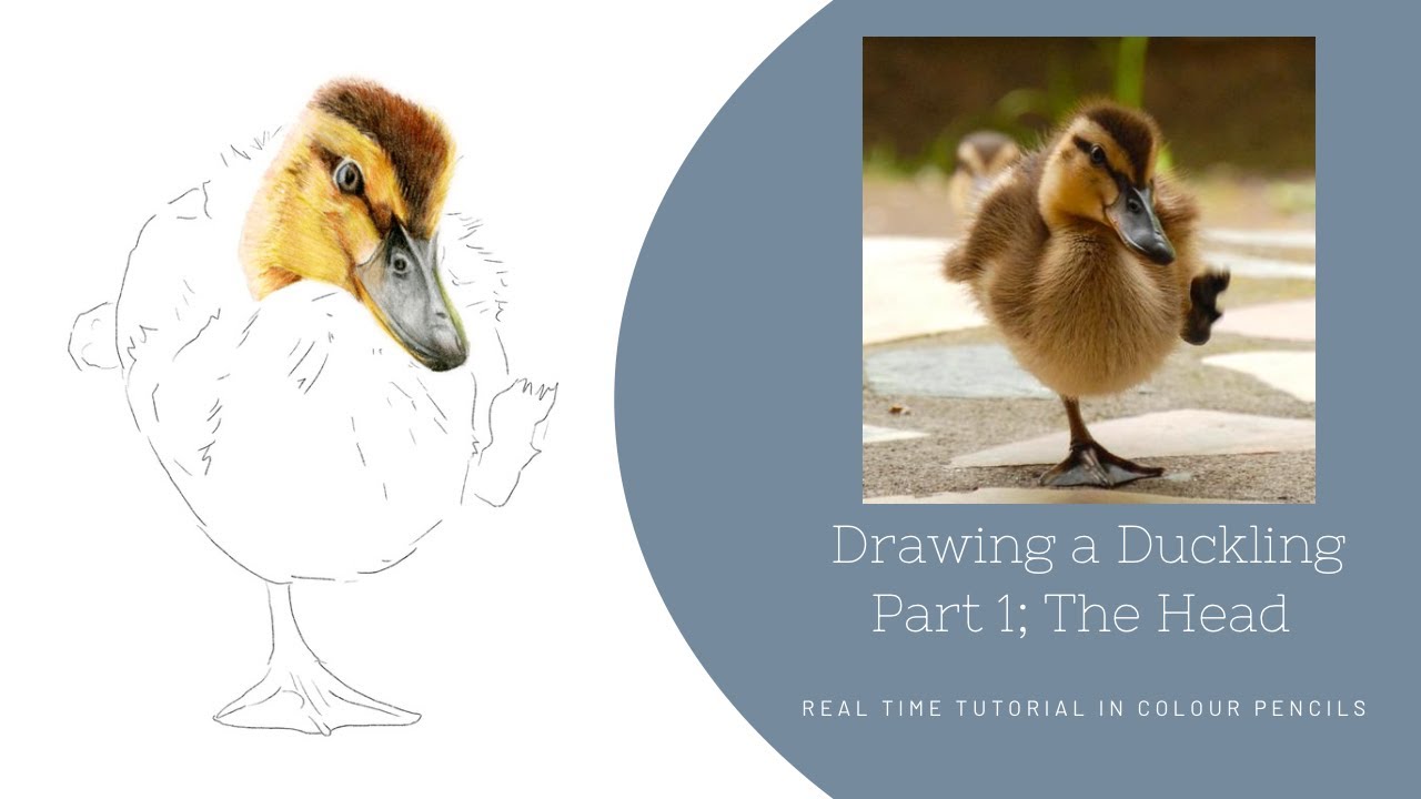 How to Draw a Realistic Duckling in Colour Pencils | Real Time Tutorial | Part 1 The Head