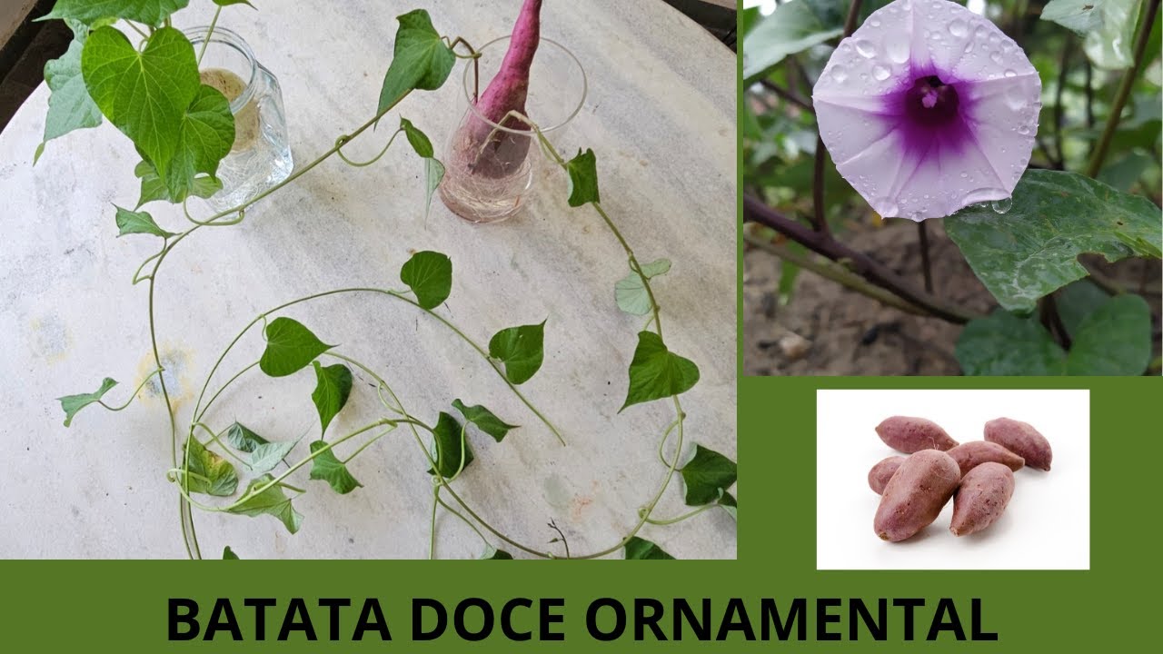 BATATA DOCE ORNAMENTAL