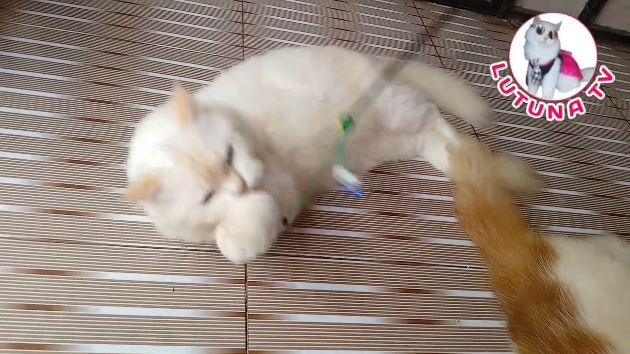 KUCING MEONG-MEONG BERMAIN SAMBIL REBAHAN - VIDEO KUCING LUCU