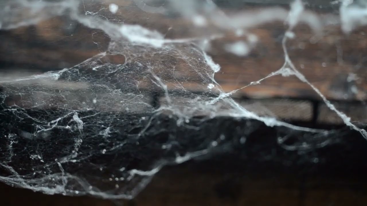 Spiderweb   6133