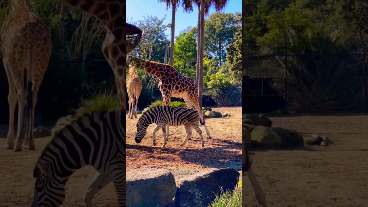 Zebra Walking Around