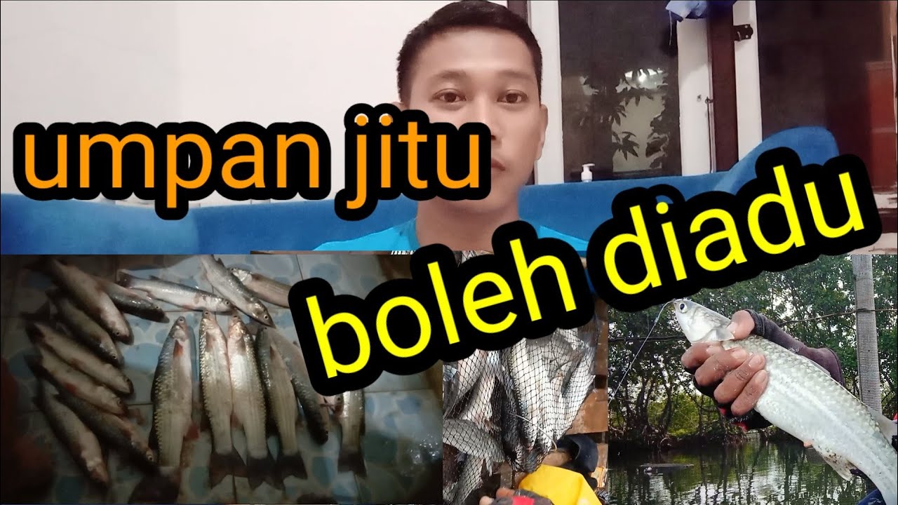 rahasia resep umpan jitu mancing blanak terbaru