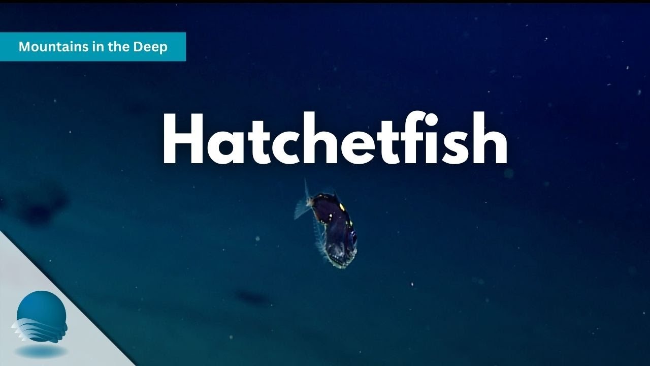 Mountains in the Deep: Hatchetfish