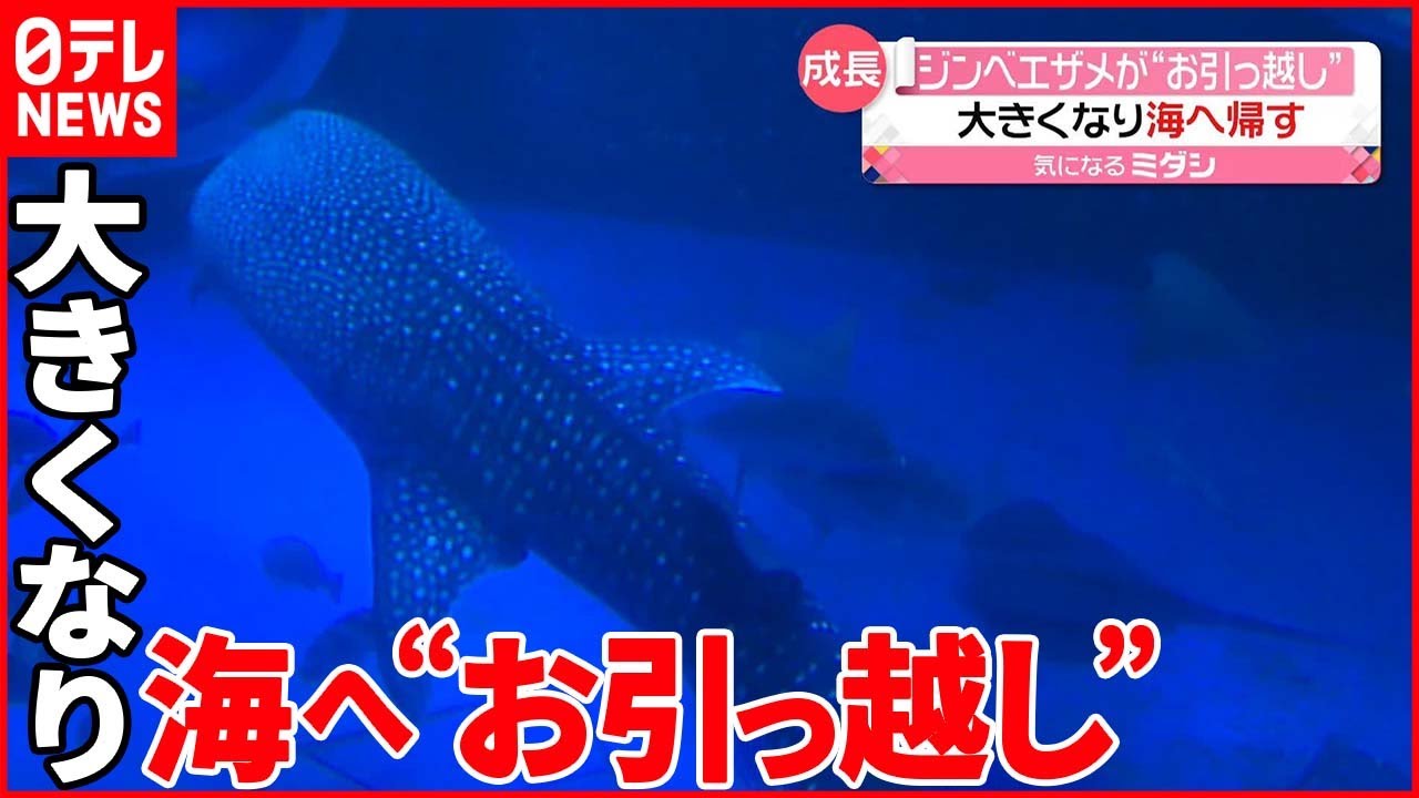 【ジンベエザメ】3年前から飼育  大きくなり海へ帰す