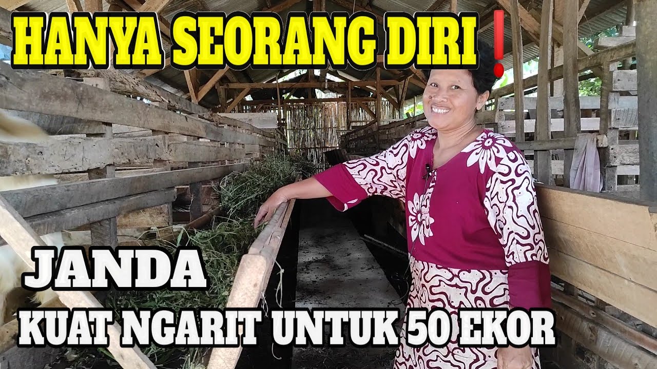 Janda Hanya sendiri Ngurus 50 Ekor Kambing. (Luar Biasa)