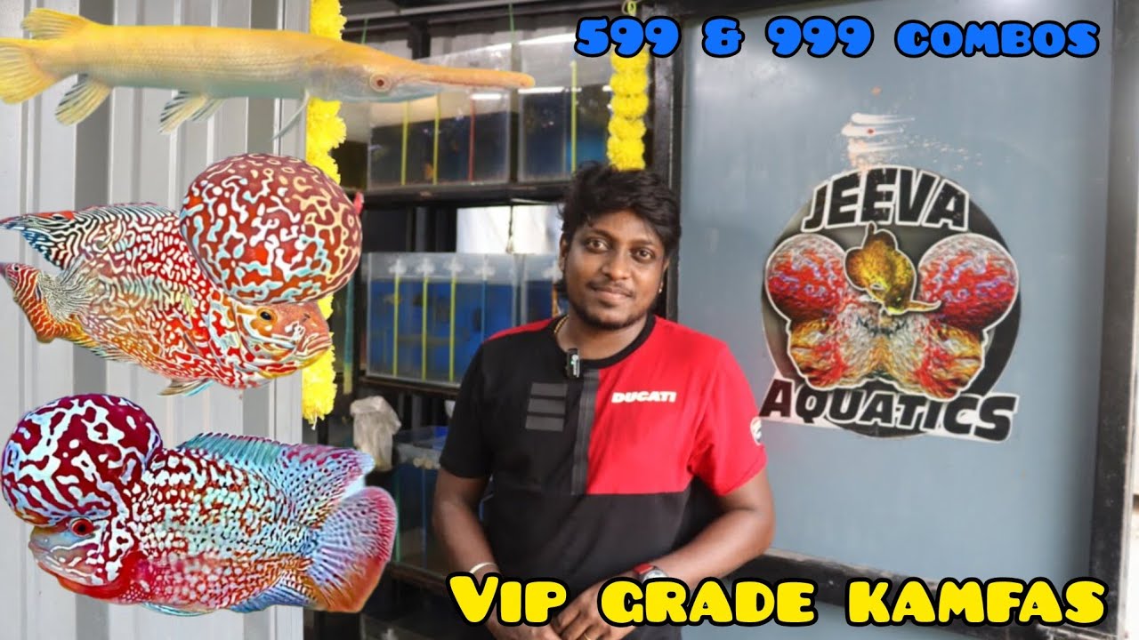 Top quality VIP kamfa at affordable price | Jeeva aquatics farm tour