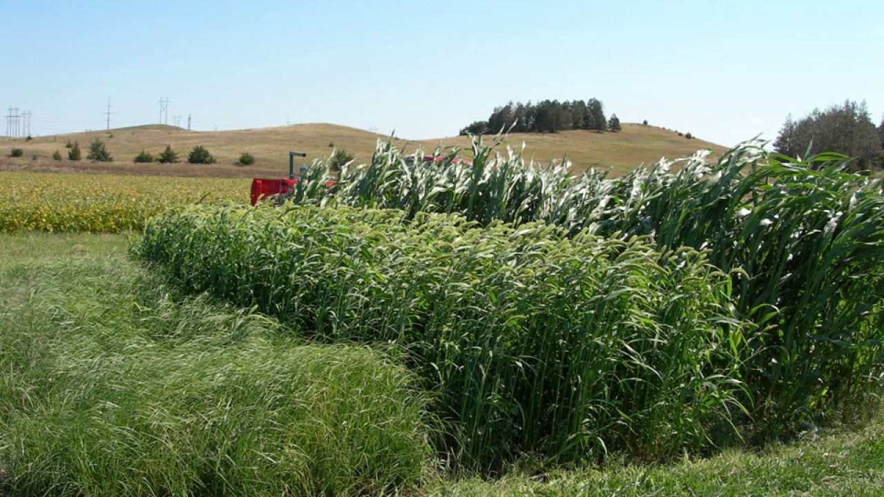 Growing Annual Forages Jerry Volesky