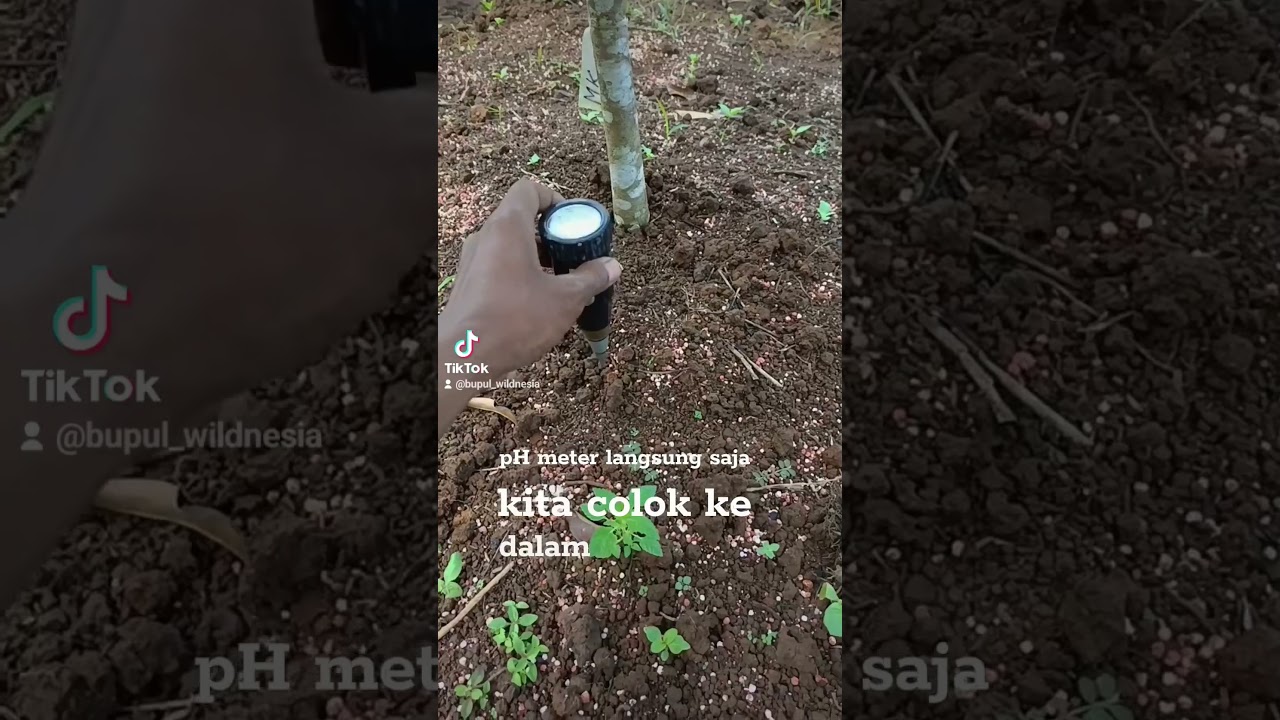 Mnegukur pH tanah menggunakan pH meter untuk pohon durian daun menguning cek keasaman tanah
