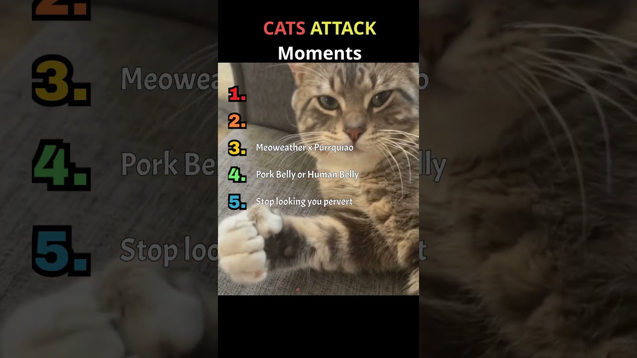 Who Knows Why & When Cats Smack? #angrycat