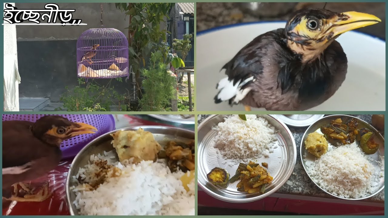 আজ দিনটা একটু আলো একটু অন্ধকার নিয়ে ভালোই কাটলো #newpost  #bengolividio 