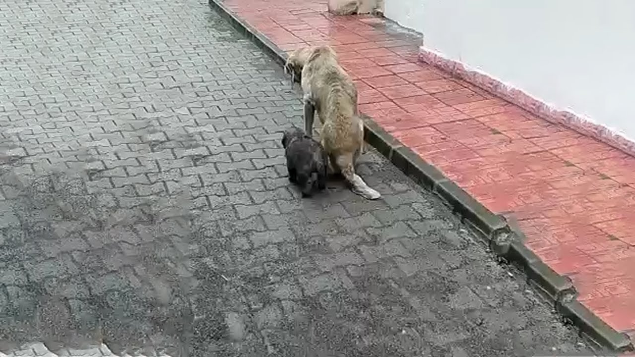 She Doesn't Have Any Strength Left & Still Tries to Protect The Puppy from The Teasing of Passersby