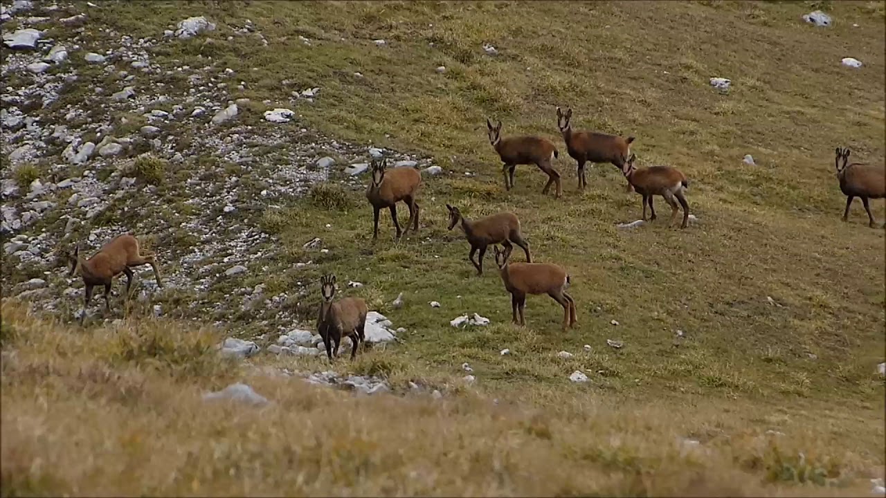 Rebecos en los Picos de Europa, rutas, travesias, trekking