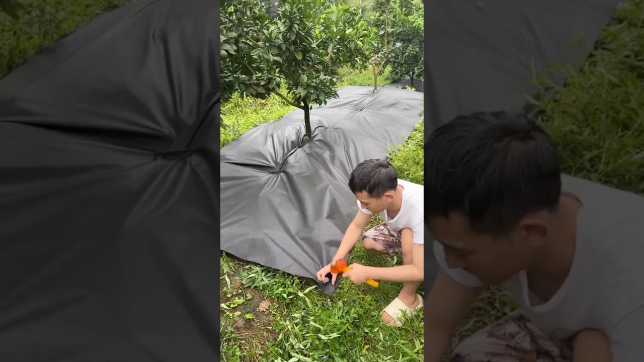 Effective Weed and Moisture Control Method @HappyFarm85