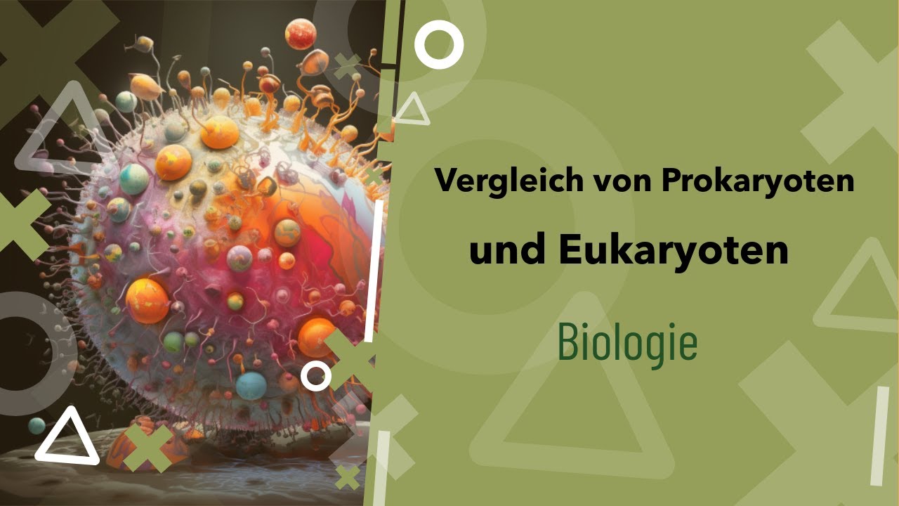 Pro- und Eukaryoten im Vergleich: Was ist der Unterschied? - Zelle | Beispiele | Zellkern