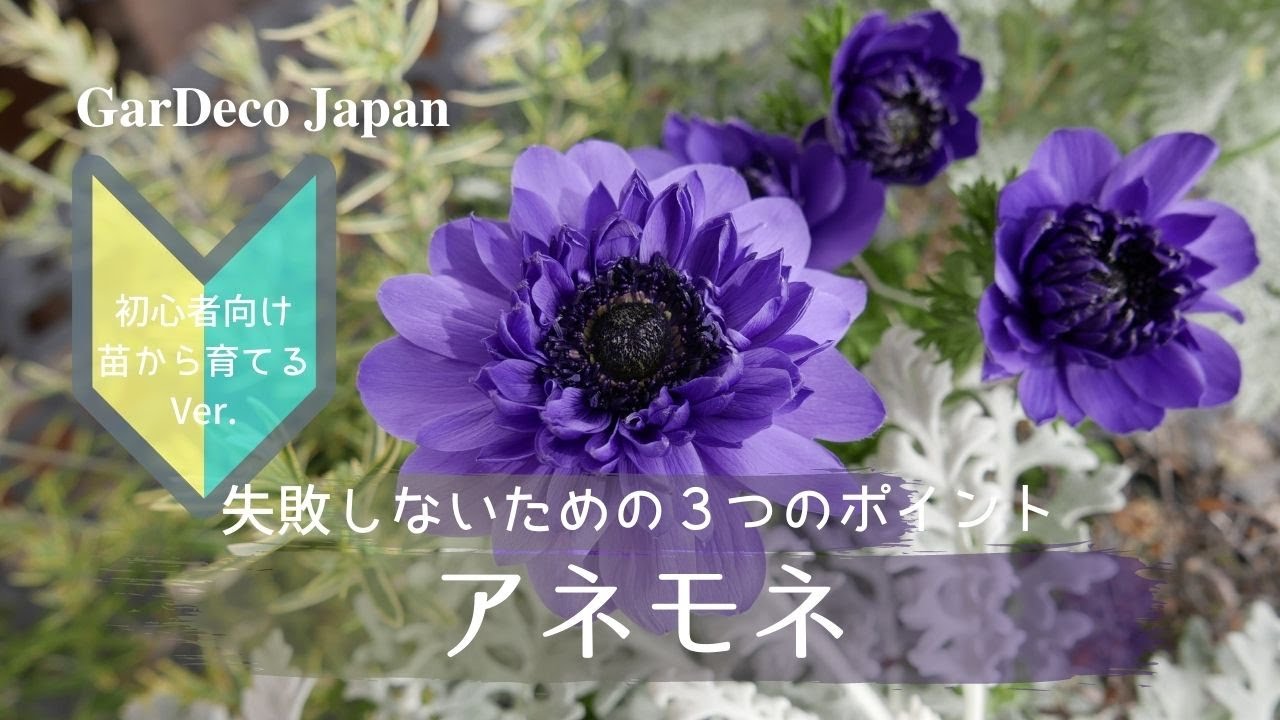 はじめてのアネモネ失敗しないための３つのポイント【初心者向け】