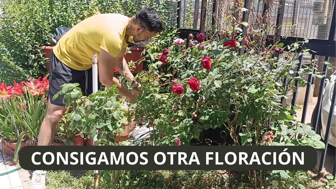 TE ENSEÑO A PODAR ROSAS Y PLANTAMOS TAMBIÉN POROTOS VERDES #jardin #huerto #garden