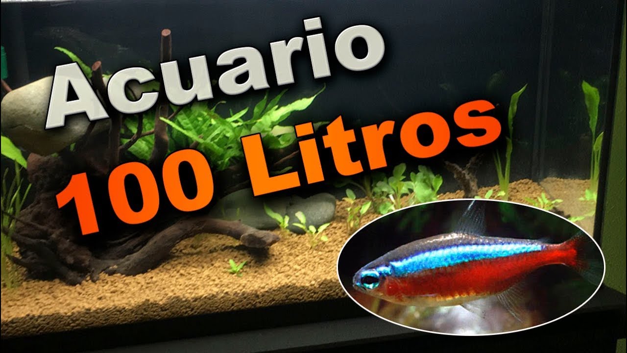 Acuario 100 Litros: Primeros peces | Tetra Cardenal (Paracheirodon axelrodi)