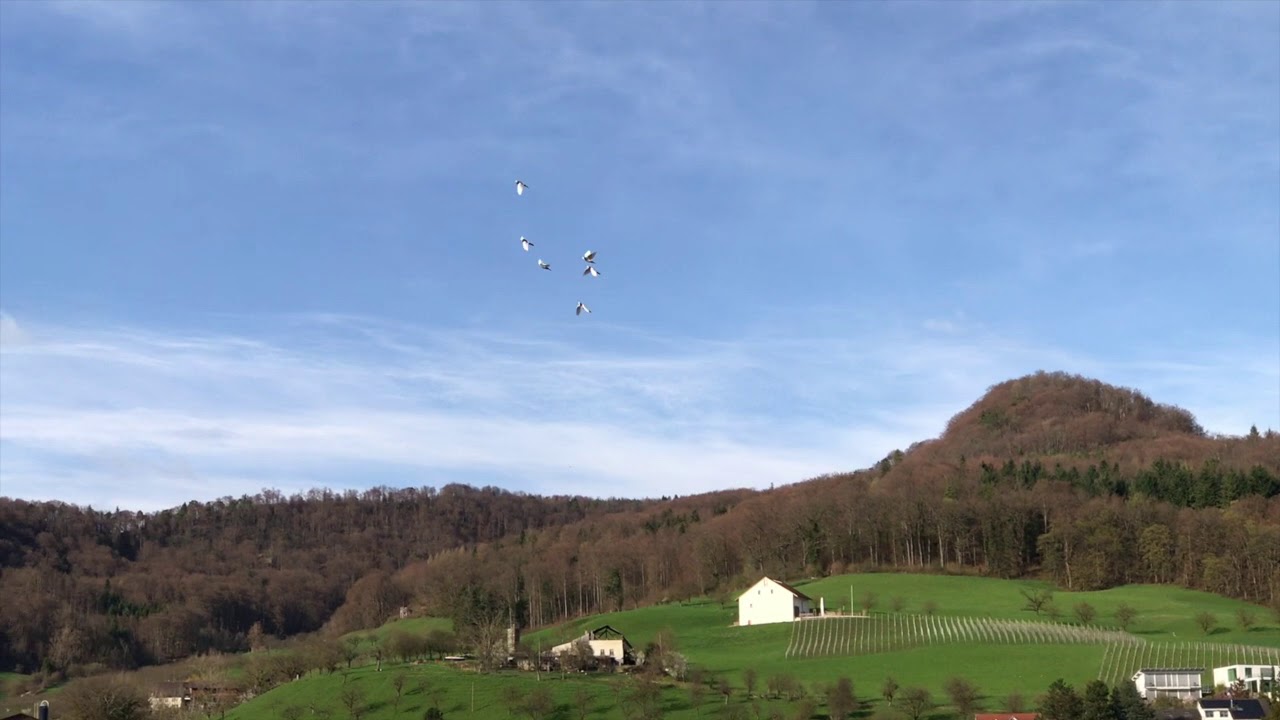 Meine Wiener Hochflug-Gansel-Zuchttauben im Freiflug 2018!