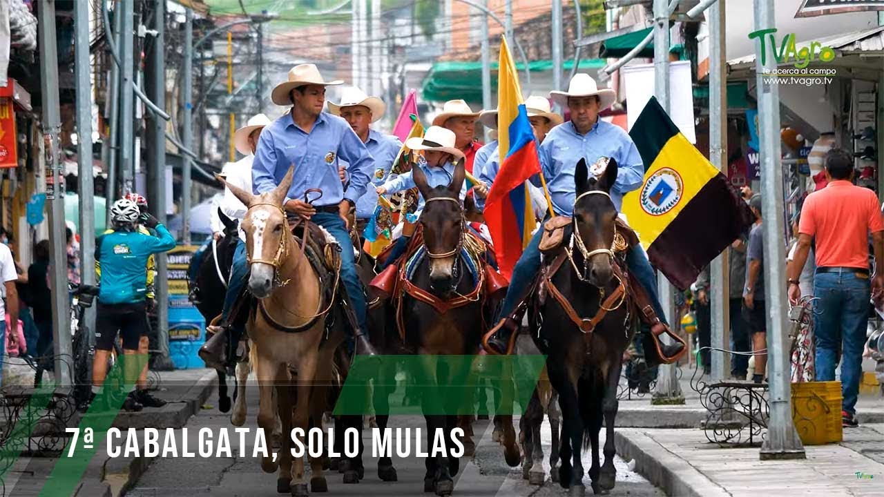 7ª Cabalgata, Solo mulas - TvAgro por Juan Gonzalo Angel Restrepo