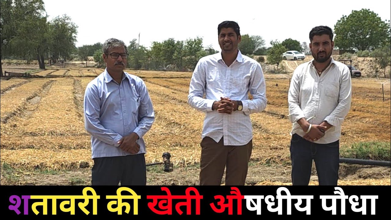 उन्नत खेती शतावर की खेती करेगी मालामाल इस वीडियो के माध्यम से सतावर की खेती कि पूरी जानकारी देखें
