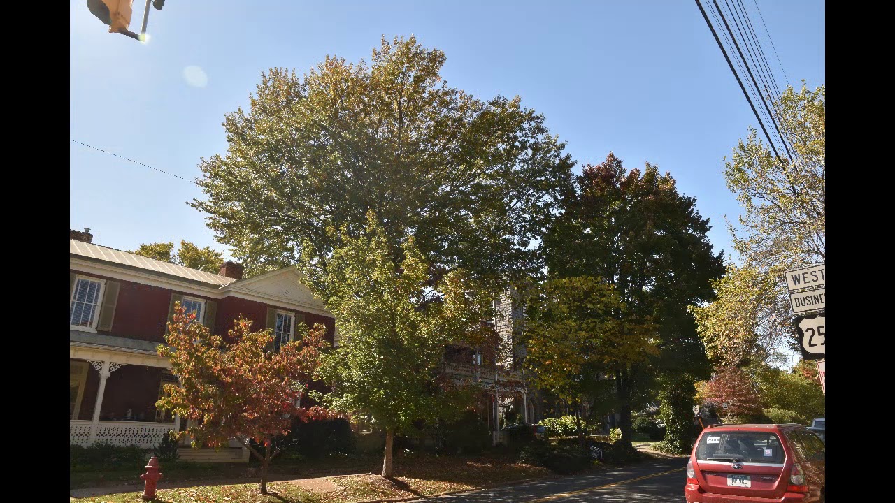 Daily photos of Fall Leaves Charlottesville Virginia
